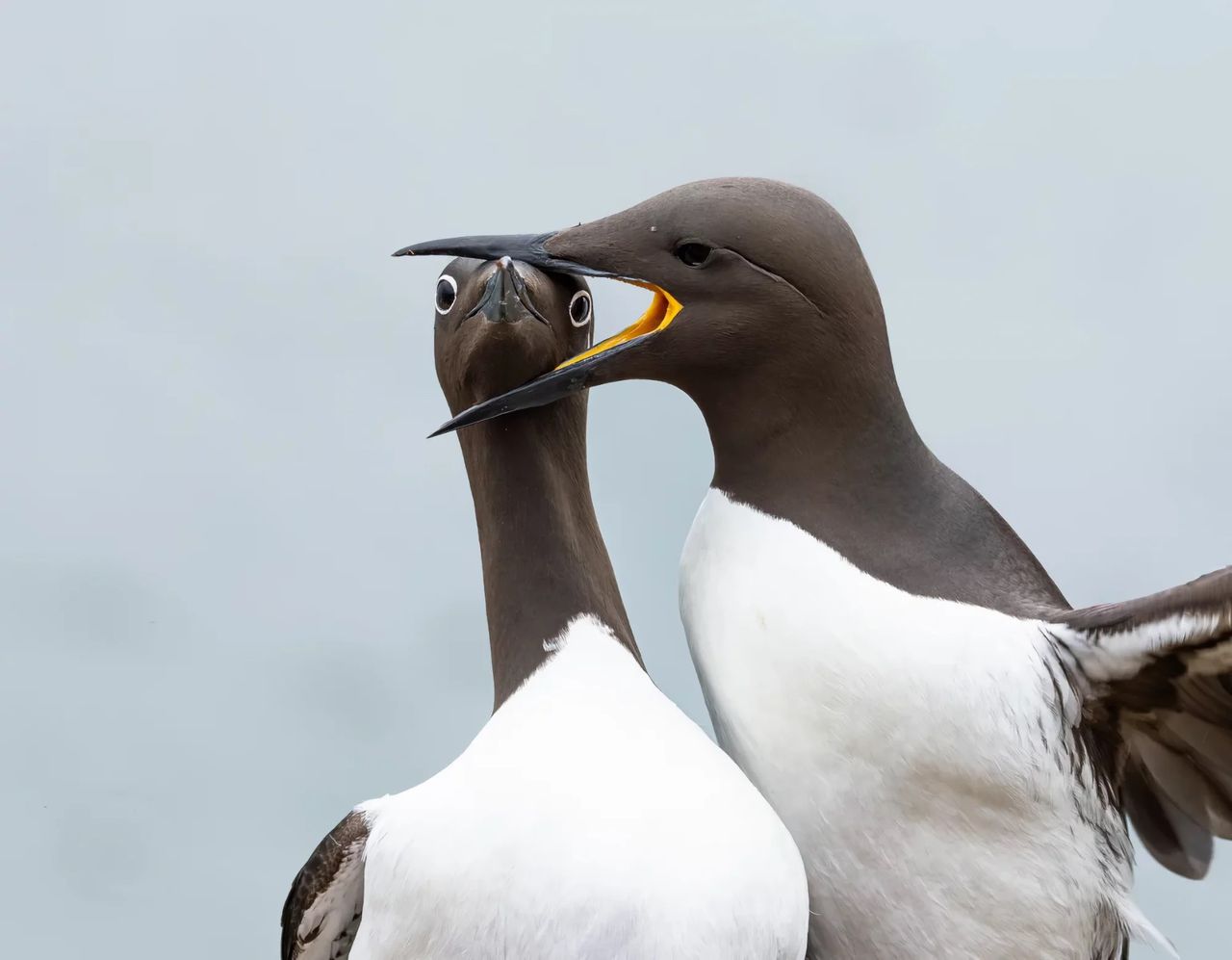 ThinkTANK Birds Award